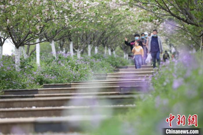 4月5日，江西省南昌市近郊凤凰沟景区万株樱花绽放，春潮涌动，吸引了众多游客赏樱度假。虞亮亮 摄