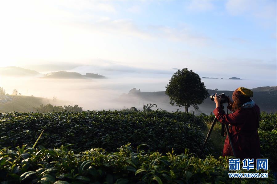 （环境）（2）云南思茅：茶园云海美如画