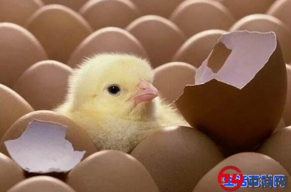 先有鸡还是先有蛋？科学家终于给出答案了！