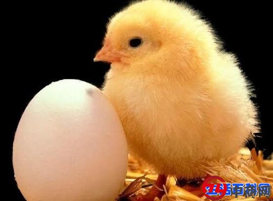 先有鸡还是先有蛋？科学家终于给出答案了！