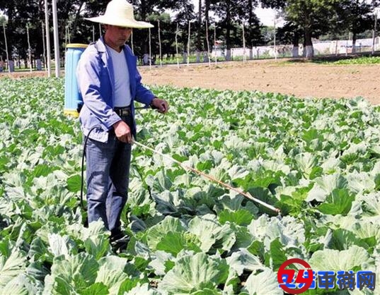 长得越丑的蔬菜水果更安全更好吃吗？