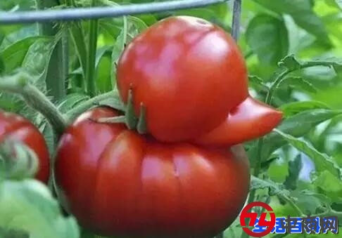 畸形果蔬